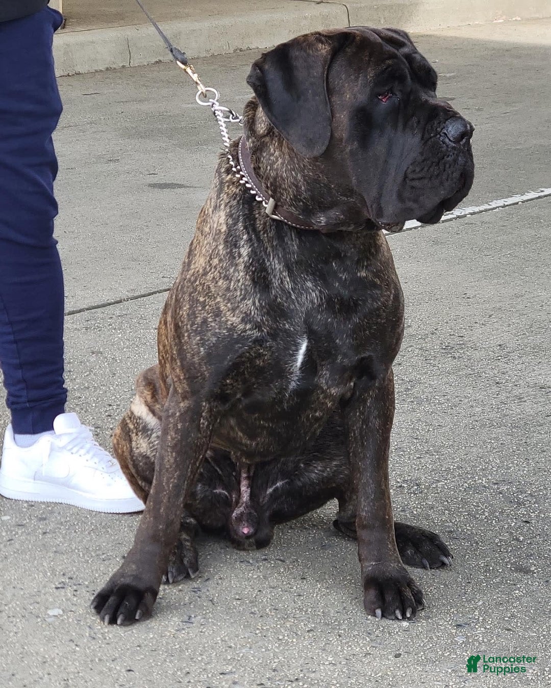 Gallery Image {{count}}