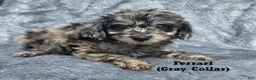Mini Aussiedoodle dogs for sale: Ferrari - Ad 3