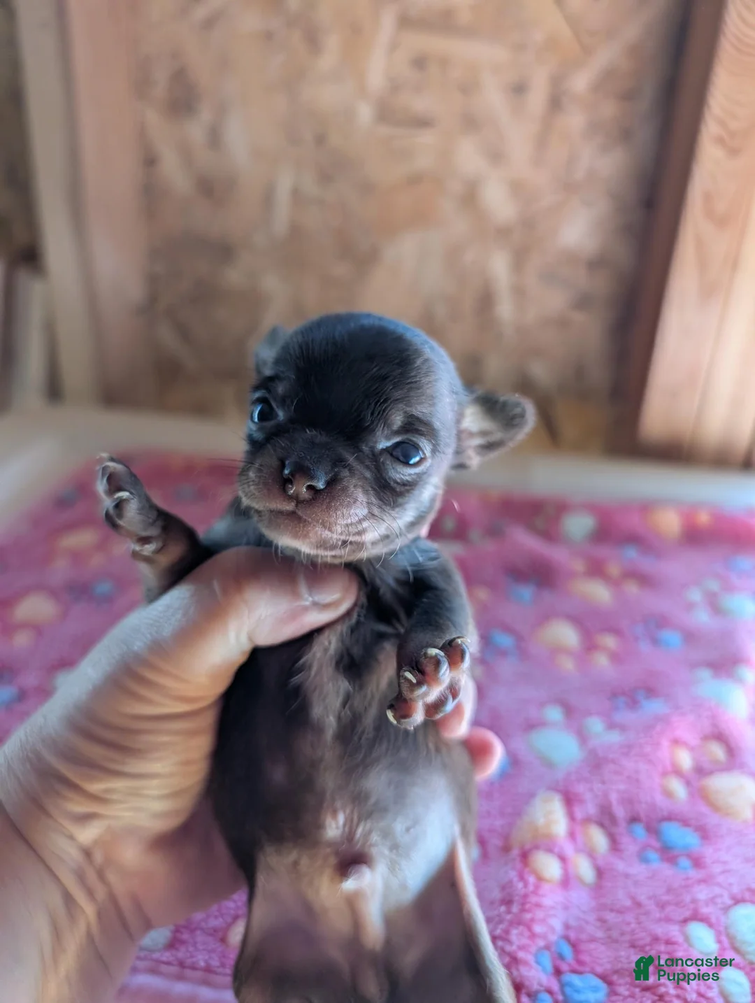 Chihuahua dogs for sale: Max - Ad 2