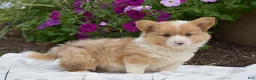 Welsh Corgi Pembroke dogs for sale: Remi - Ad 3