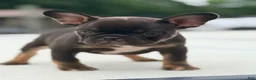 French Bulldog dogs for sale: Nuget - Ad 5