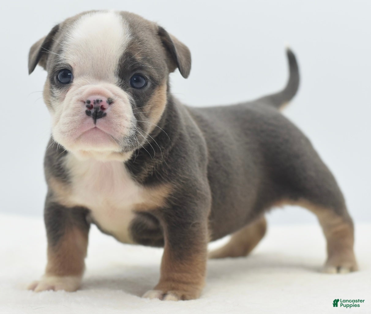 Mixed Breed dogs Savana tiny puppy - Ad 15