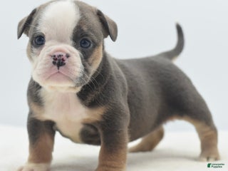 Mixed Breed dogs Savana tiny puppy - Ad 15