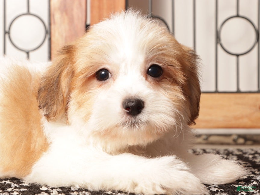 Havanese dogs Jim ACA Male Havanese  - Ad 2