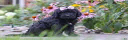 Newfypoo dogs for sale: Issebelle - Ad 4