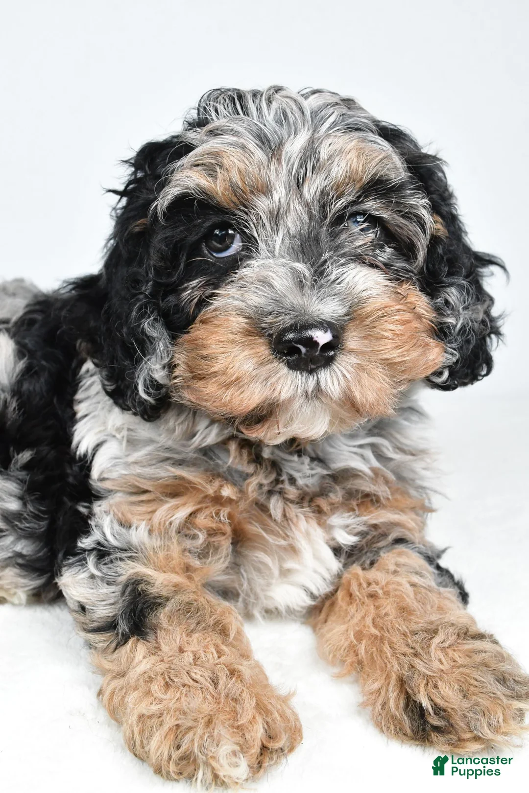 Cockapoo dogs for sale: Vicki - Ad 10