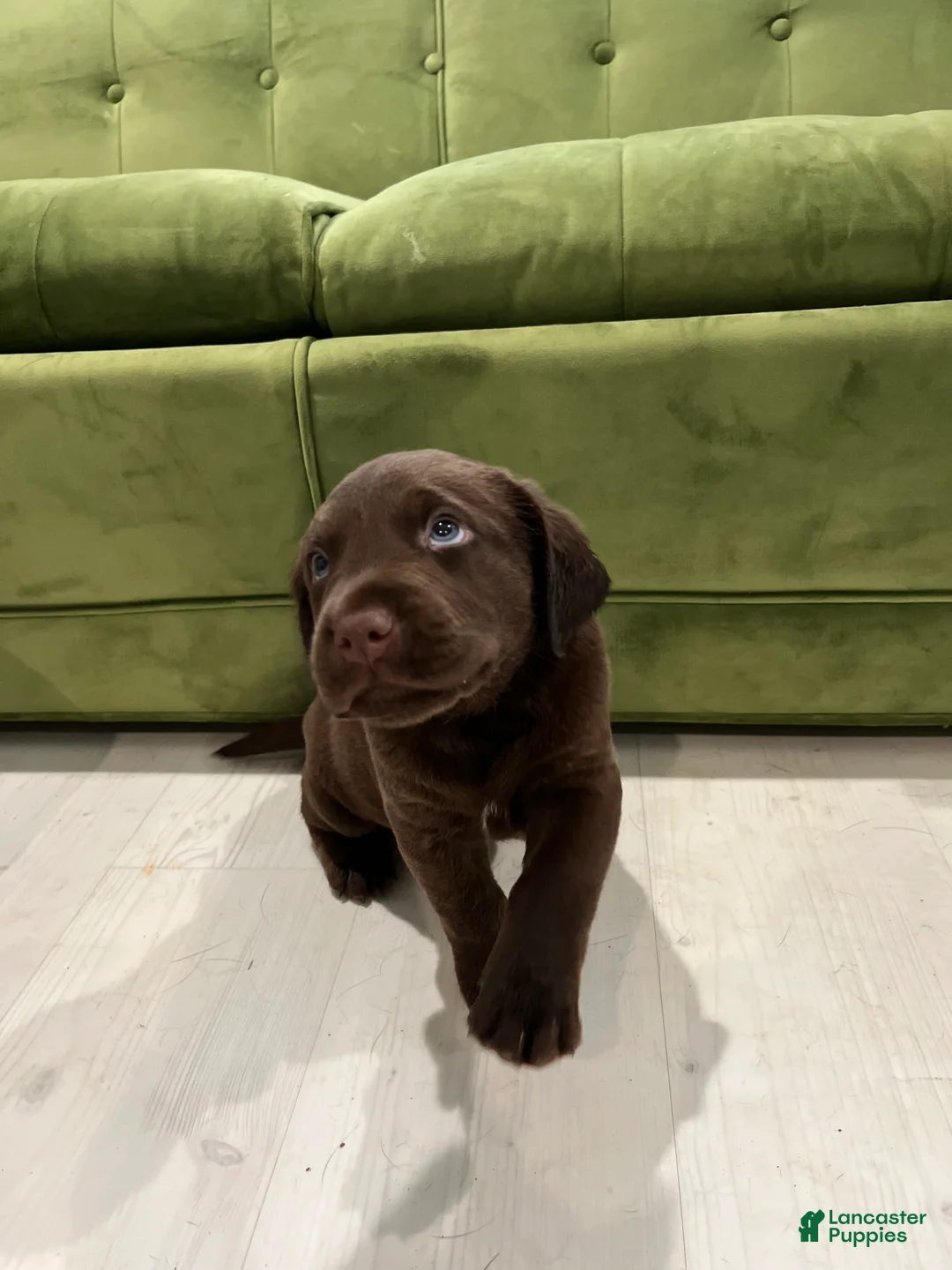 Labrador Retriever dogs for sale: Sparky - Ad 2