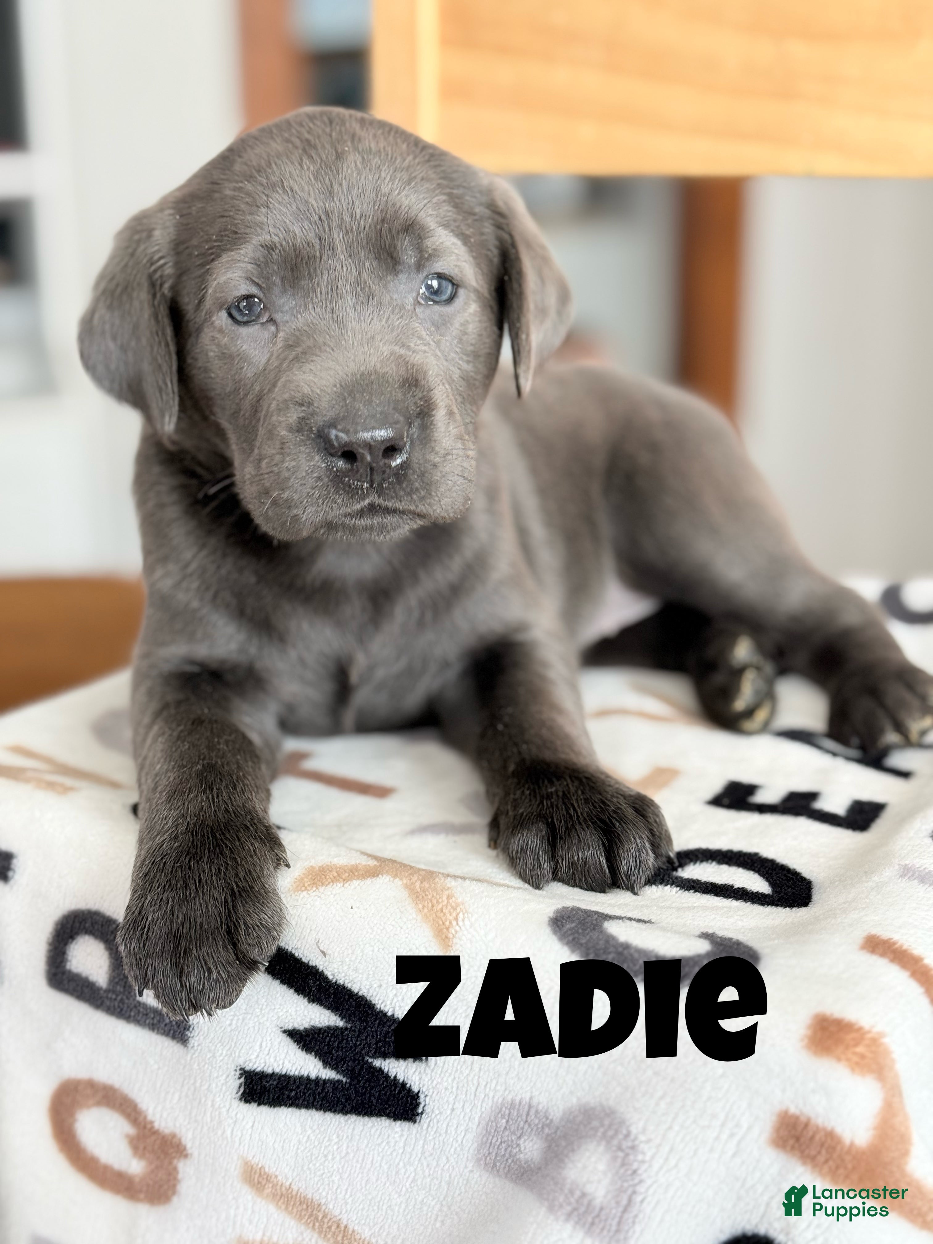 Labrador Retriever dogs Zadie - Ad 41