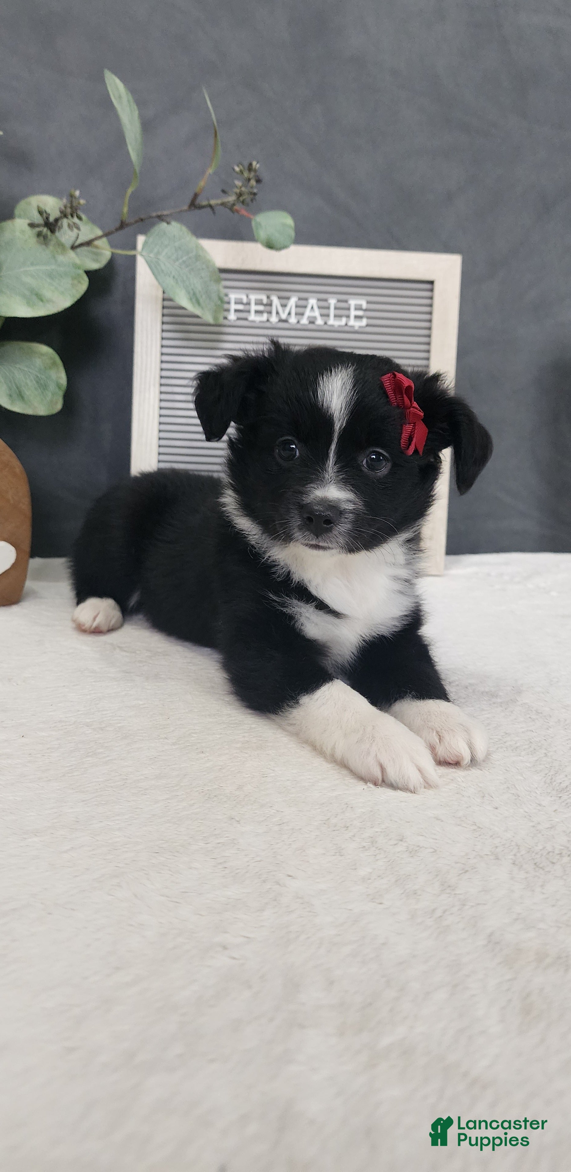 Miniature Australian Shepherd dogs Faith - Ad 1