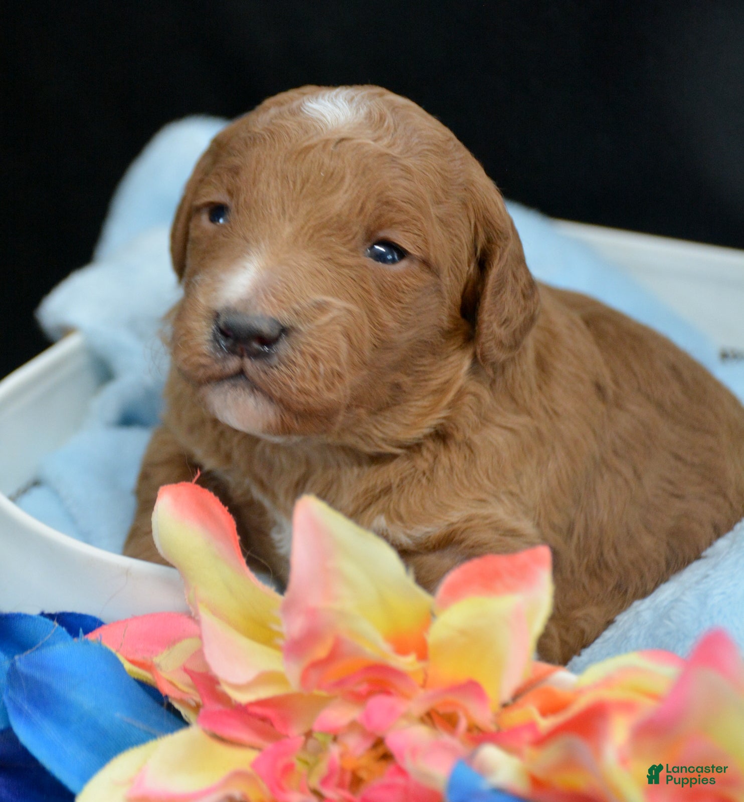 Mini Goldendoodle dogs Micro Goldendoodle Puppy 4 Della - Ad 28
