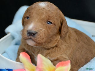 Mini Goldendoodle dogs Micro Goldendoodle Puppy 4 Della - Ad 28
