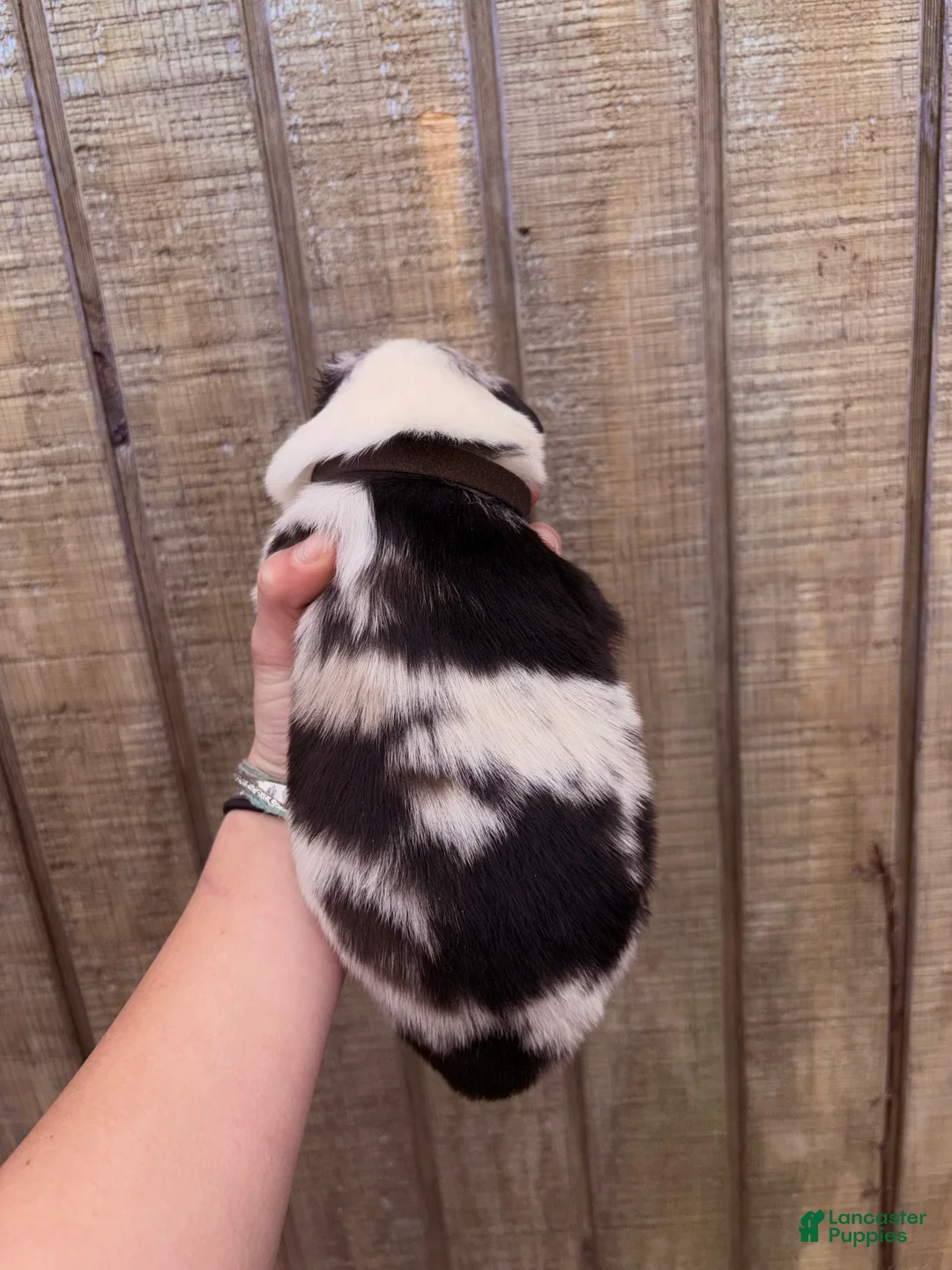 Australian Shepherd dogs for sale: Australian Shepherd Puppy 5 - Ad 2