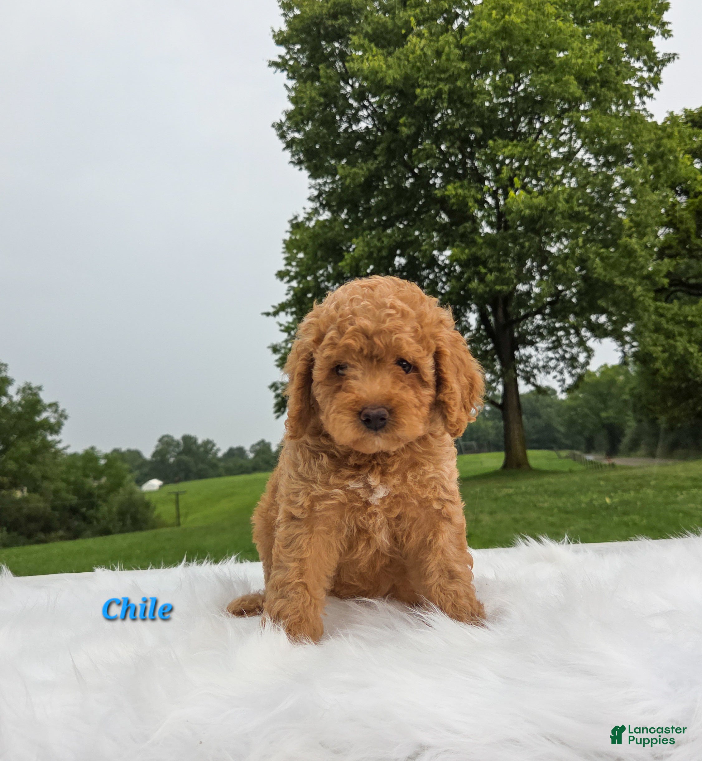 Cavapoo dogs Chile - Ad 2