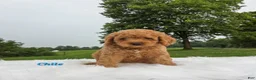 Cavapoo dogs for sale: Chile - Ad 2