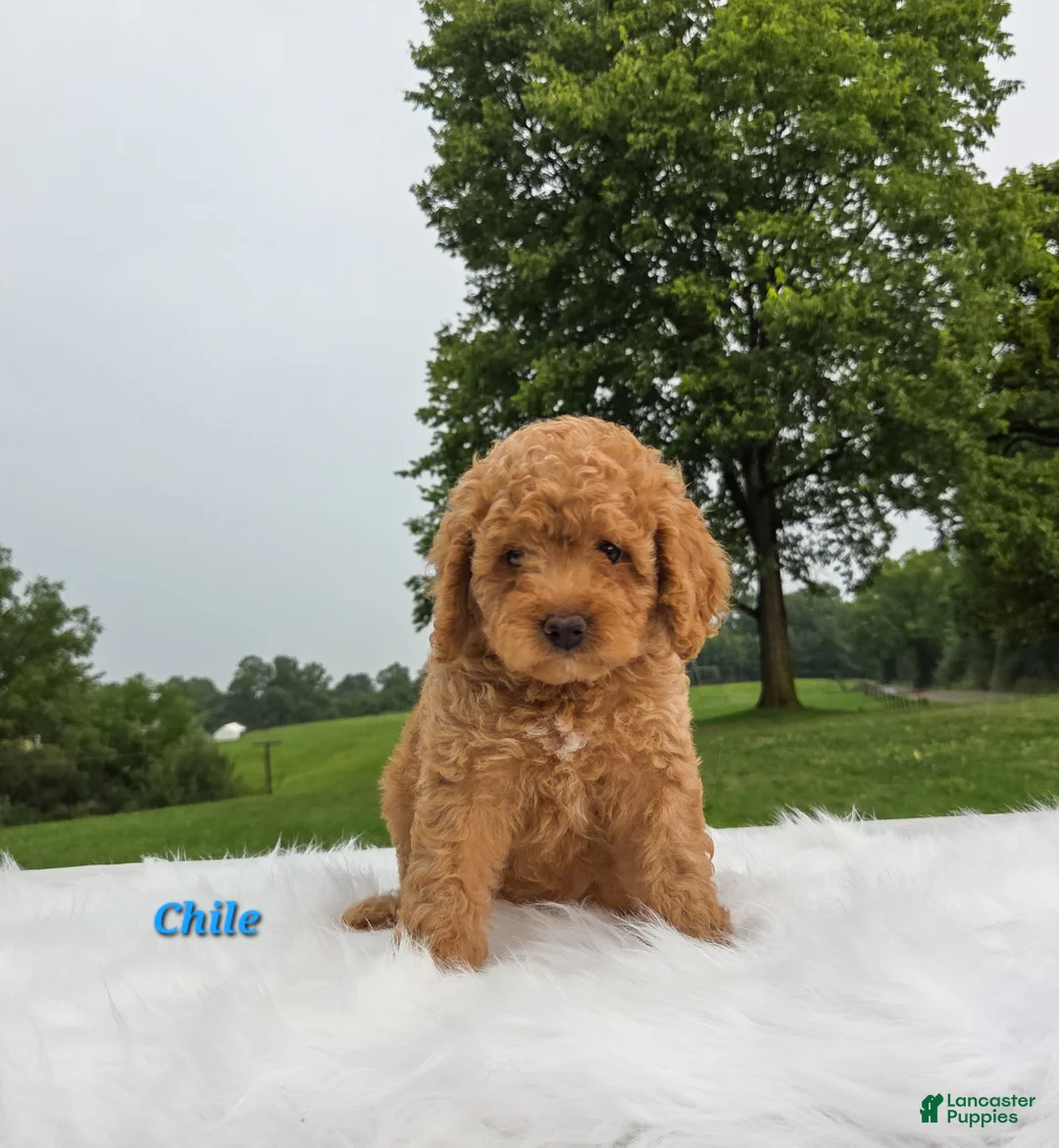 Cavapoo dogs for sale: Chile - Ad 2
