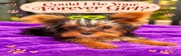 Yorkshire Terrier dogs for sale: Tiffany teacup F - Ad 1