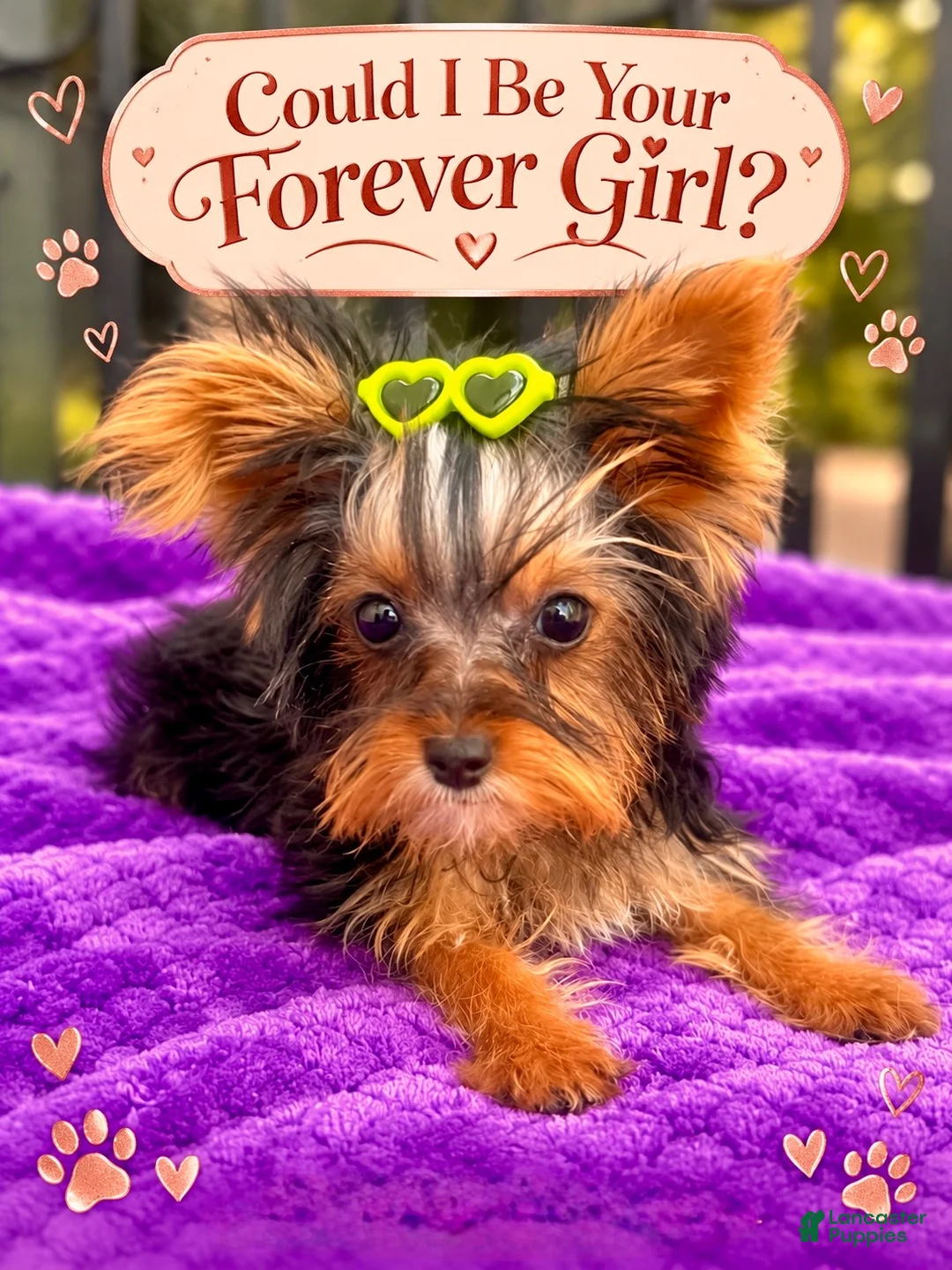 Yorkshire Terrier dogs for sale: Tiffany teacup F - Ad 1
