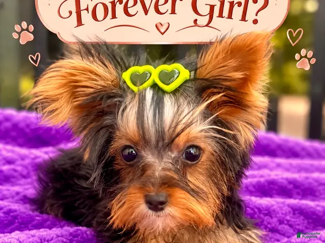Yorkshire Terrier dogs Tiffany teacup F - Ad 1