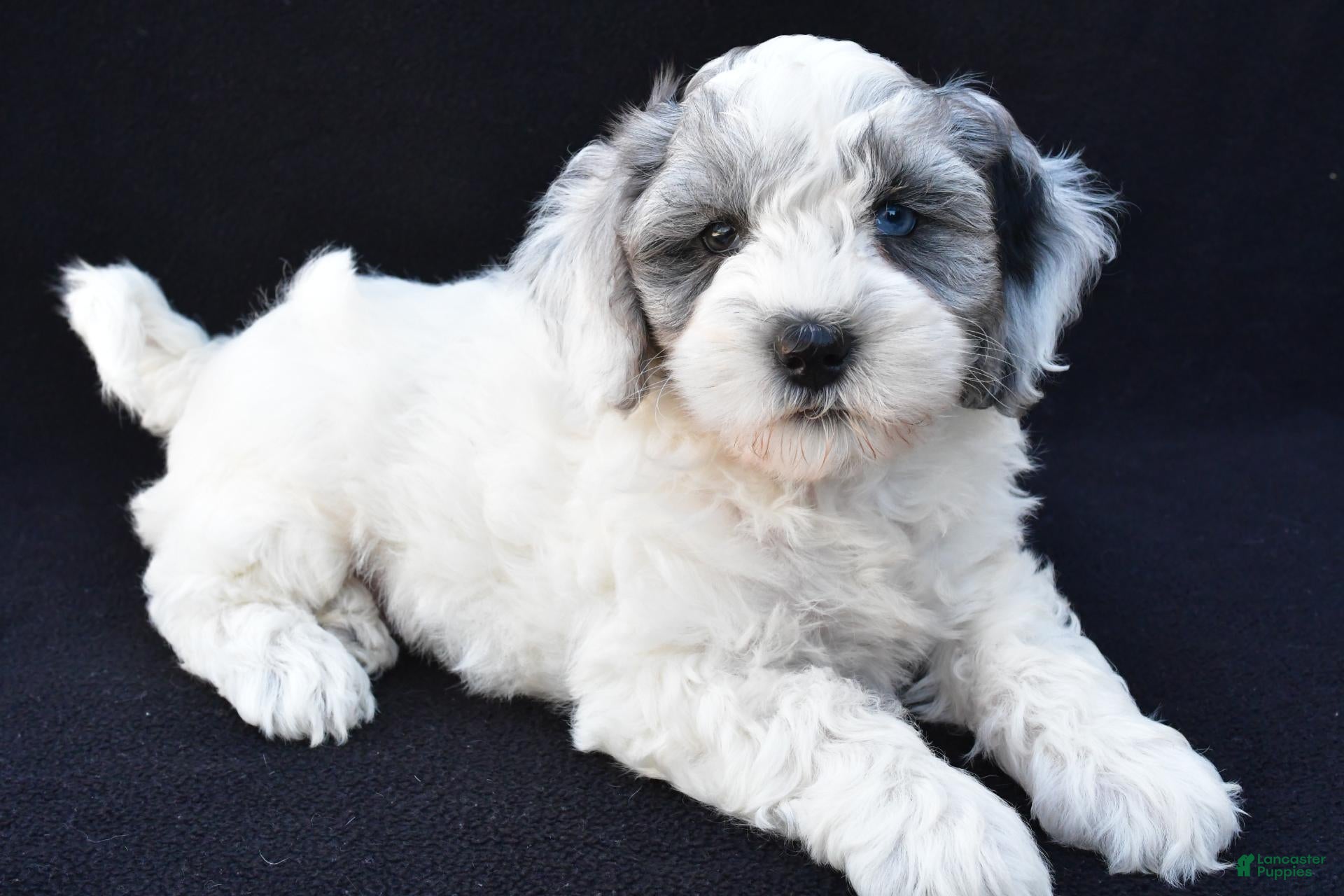 Mini Sheepadoodle dogs for sale: Sammy - Ad 3