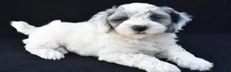 Mini Sheepadoodle dogs for sale: Sammy - Ad 1