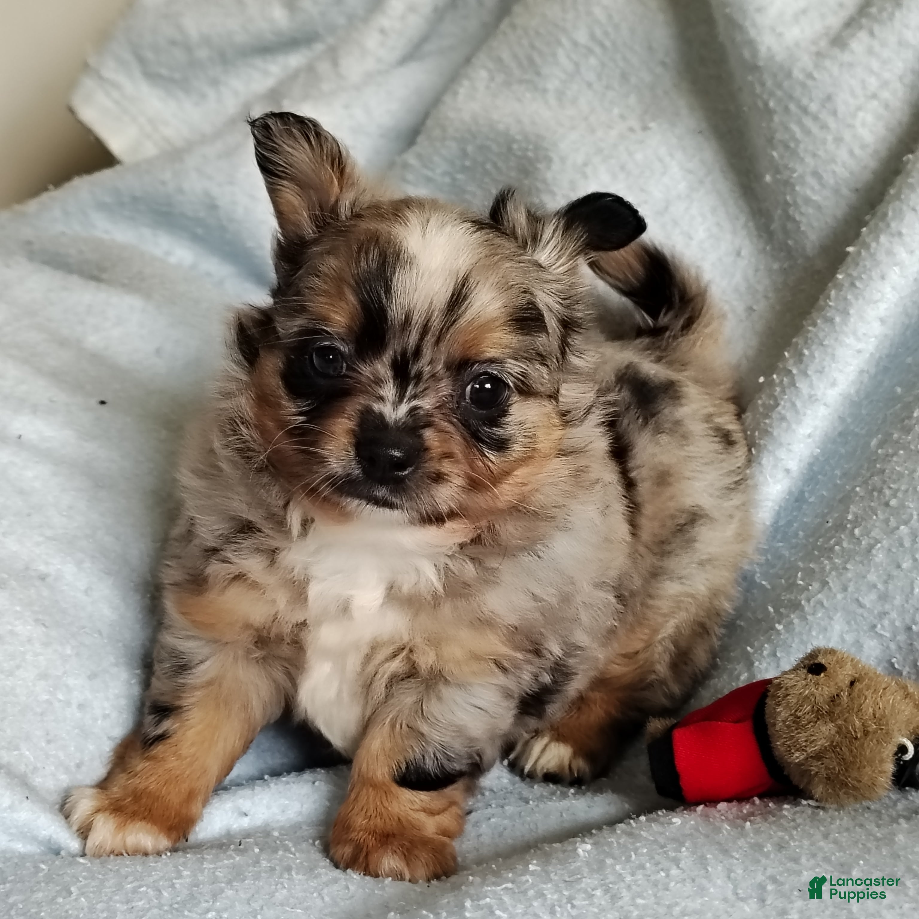 Pomchi dogs Boots - Ad 2