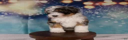 Mini Bernedoodle dogs for sale: Crew - Ad 9
