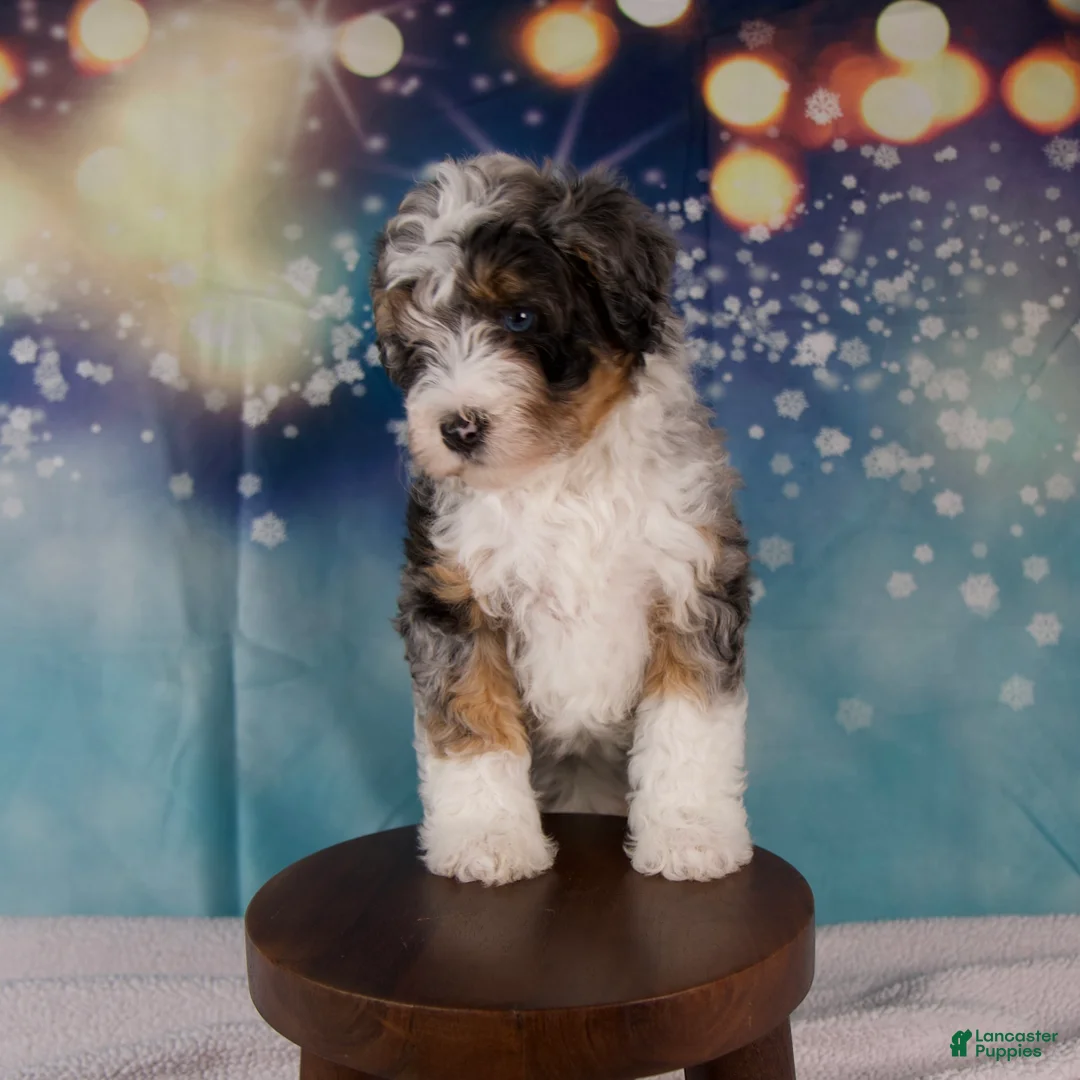 Mini Bernedoodle dogs for sale: Crew - Ad 9
