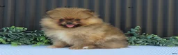 Pomeranian dogs for sale: Peanut 🩵🐾 - Ad 14