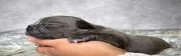 Frenchton dogs for sale: Mr. Winston  - Ad 4