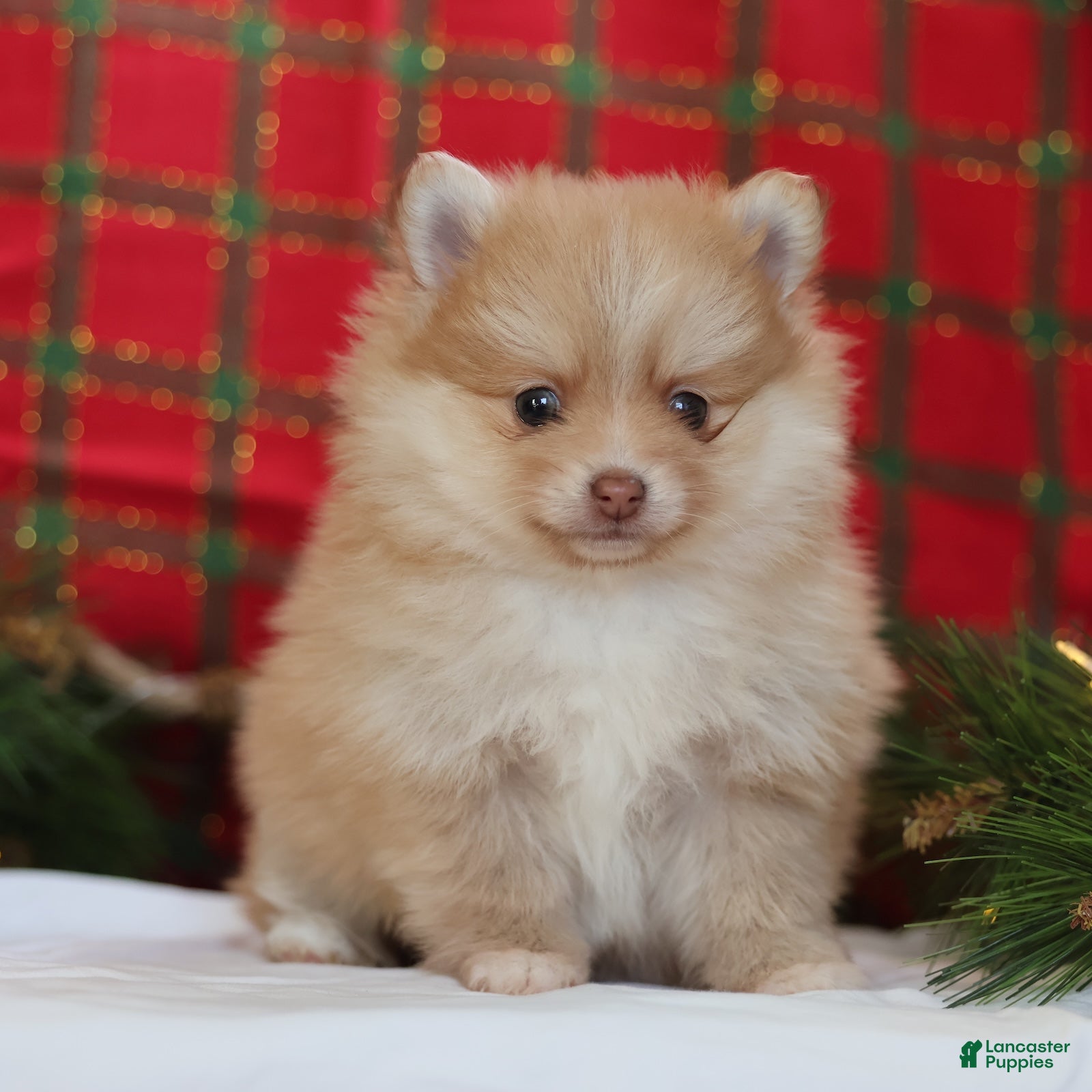 Mixed Breed dogs Biscuit  - Ad 2