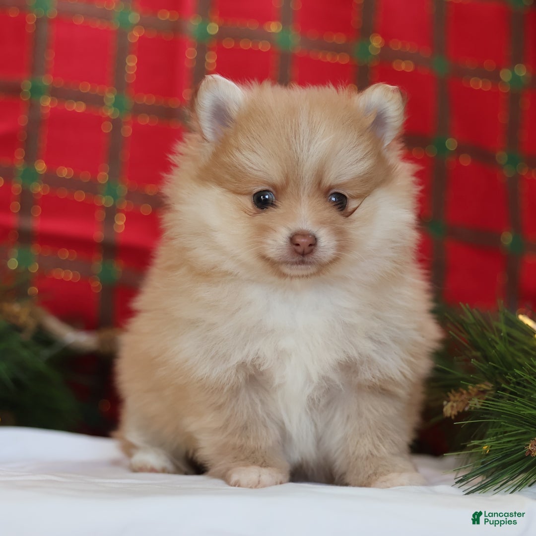 Mixed Breed dogs for sale: Biscuit  - Ad 1