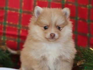 Mixed Breed dogs Biscuit - Ad 2