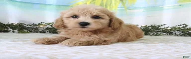 Toby
