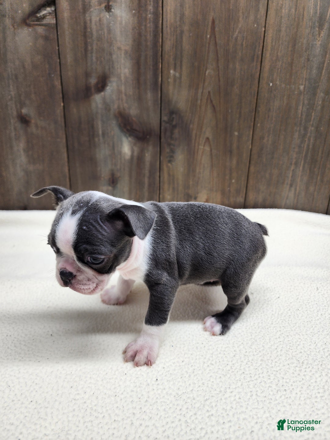 Boston Terrier dogs for sale: Boston Terrier Puppy 5 - Ad 5