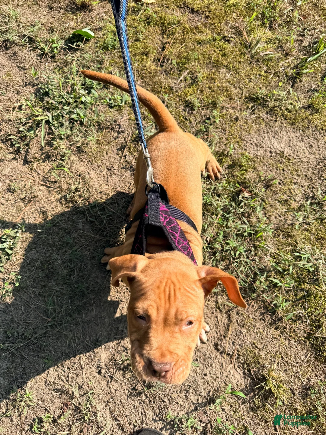 American Bully dogs for sale: Rose Red 🌹America Bully  - Ad 2