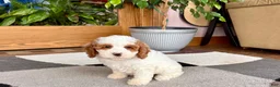 Cavapoo dogs for sale: Cavapoo male 1 - Ad 8