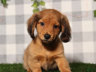 Dachshund dogs - Ad 8