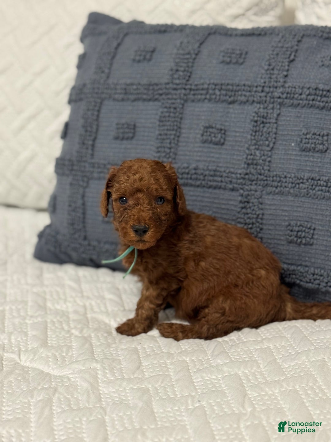 Mini Goldendoodle dogs for sale: RJ - Ad 1