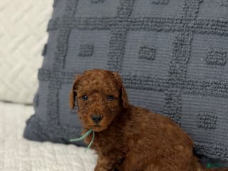 Mini Goldendoodle dogs RJ - Ad 17