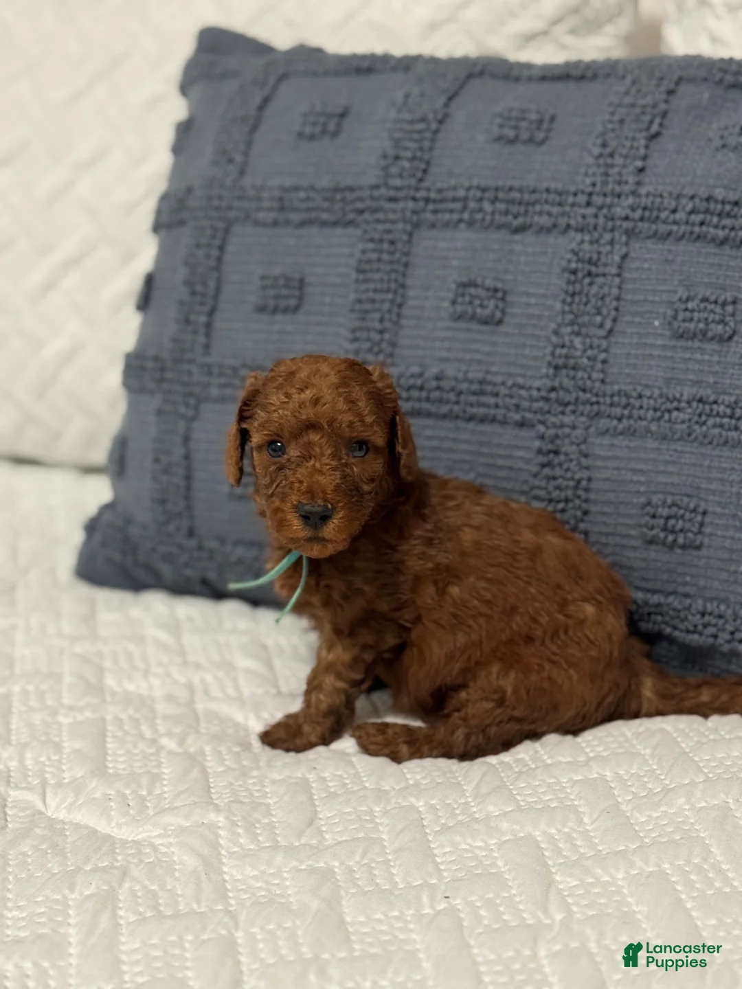 Mini Goldendoodle dogs for sale: RJ - Ad 1