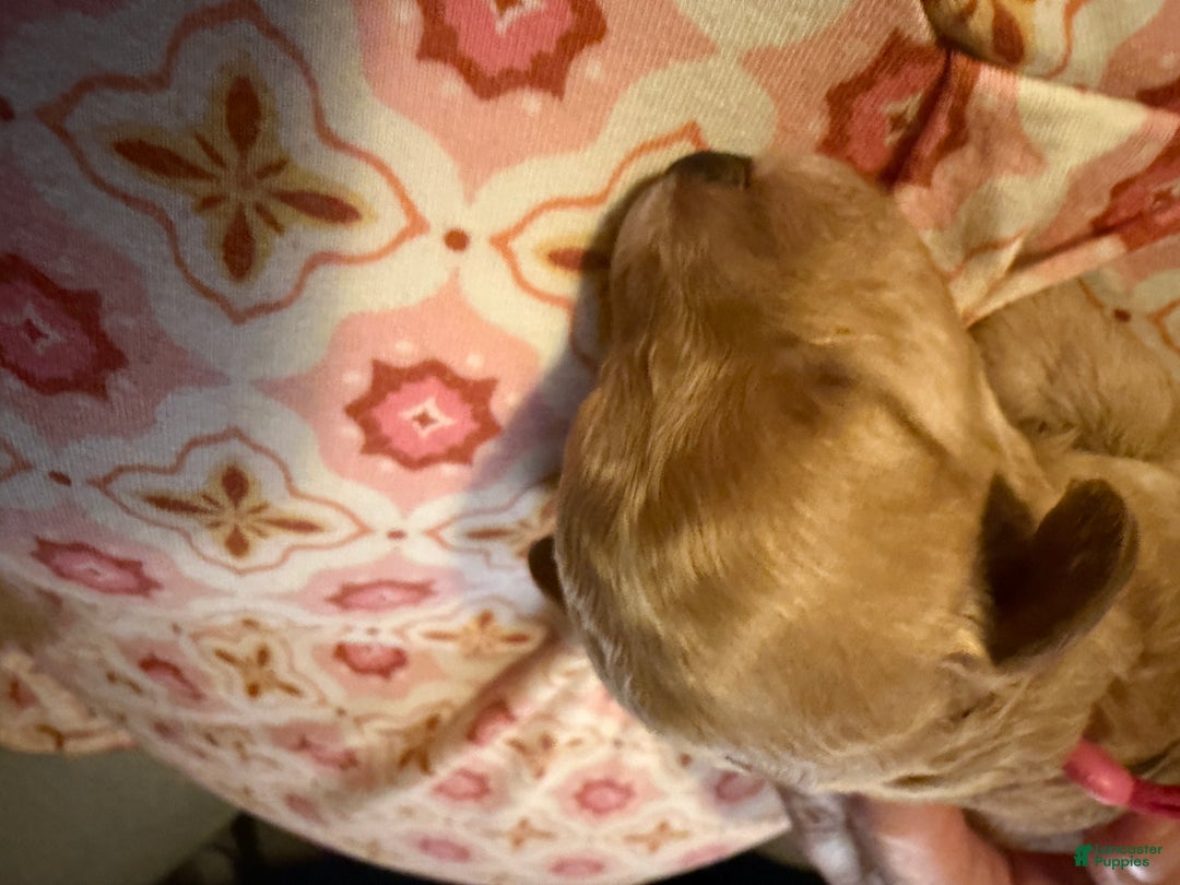 Miniature Poodle dogs for sale: AKC Miniature Poodle Puppy Red - Ad 3