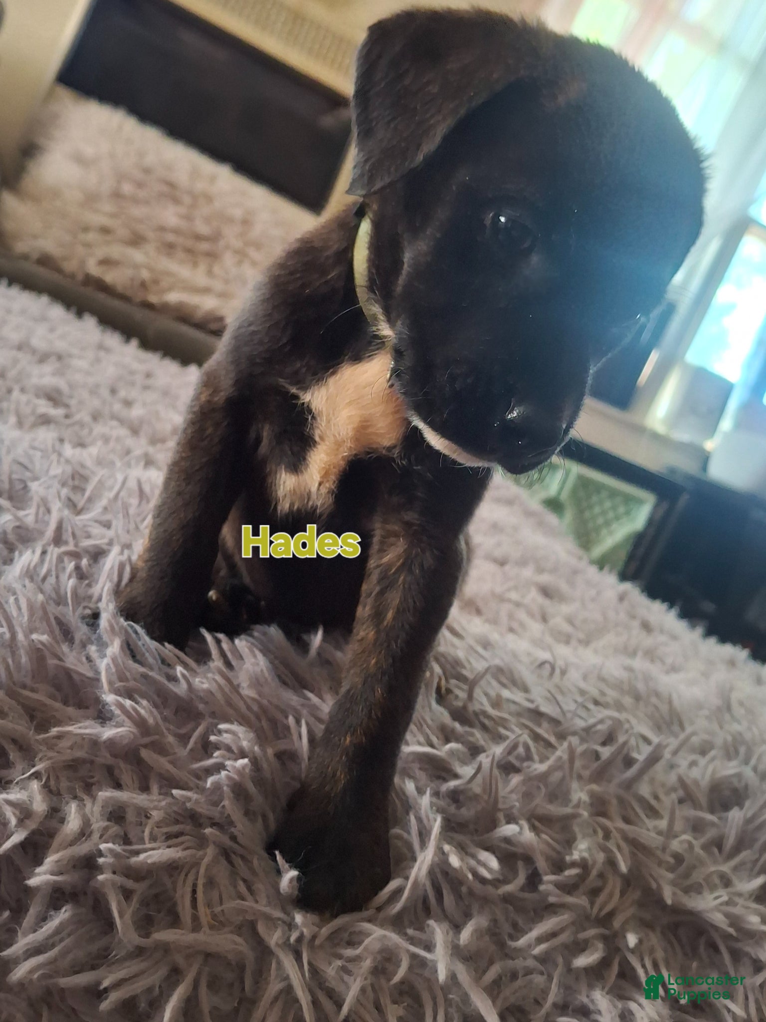 Mixed Breed dogs for sale: Mixed Breed Puppy 4 - Ad 1