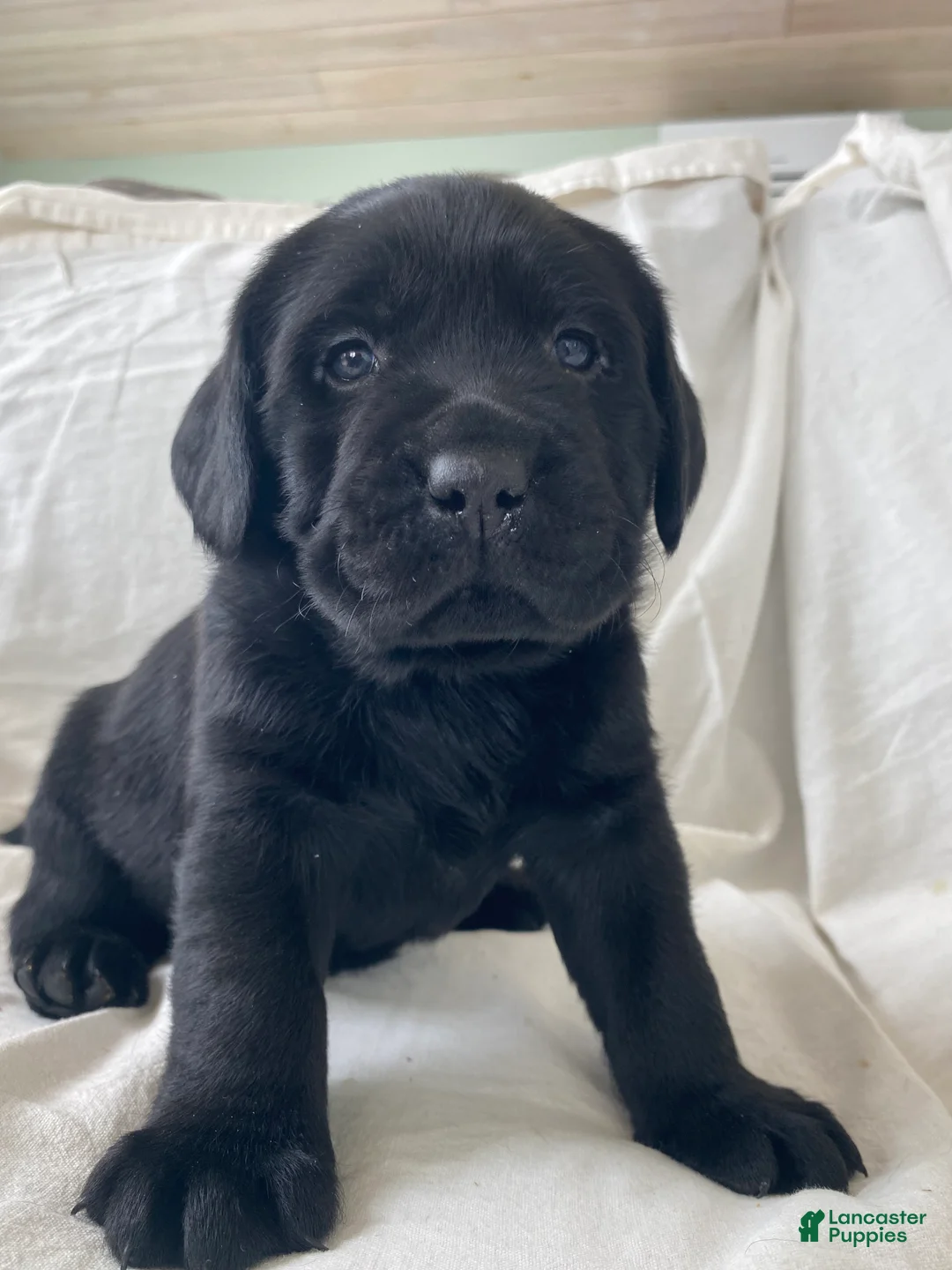 Labrador Retriever dogs for sale: Hero - Ad 1