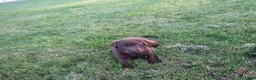 Labrador Retriever dogs for sale: Volet  - Ad 3
