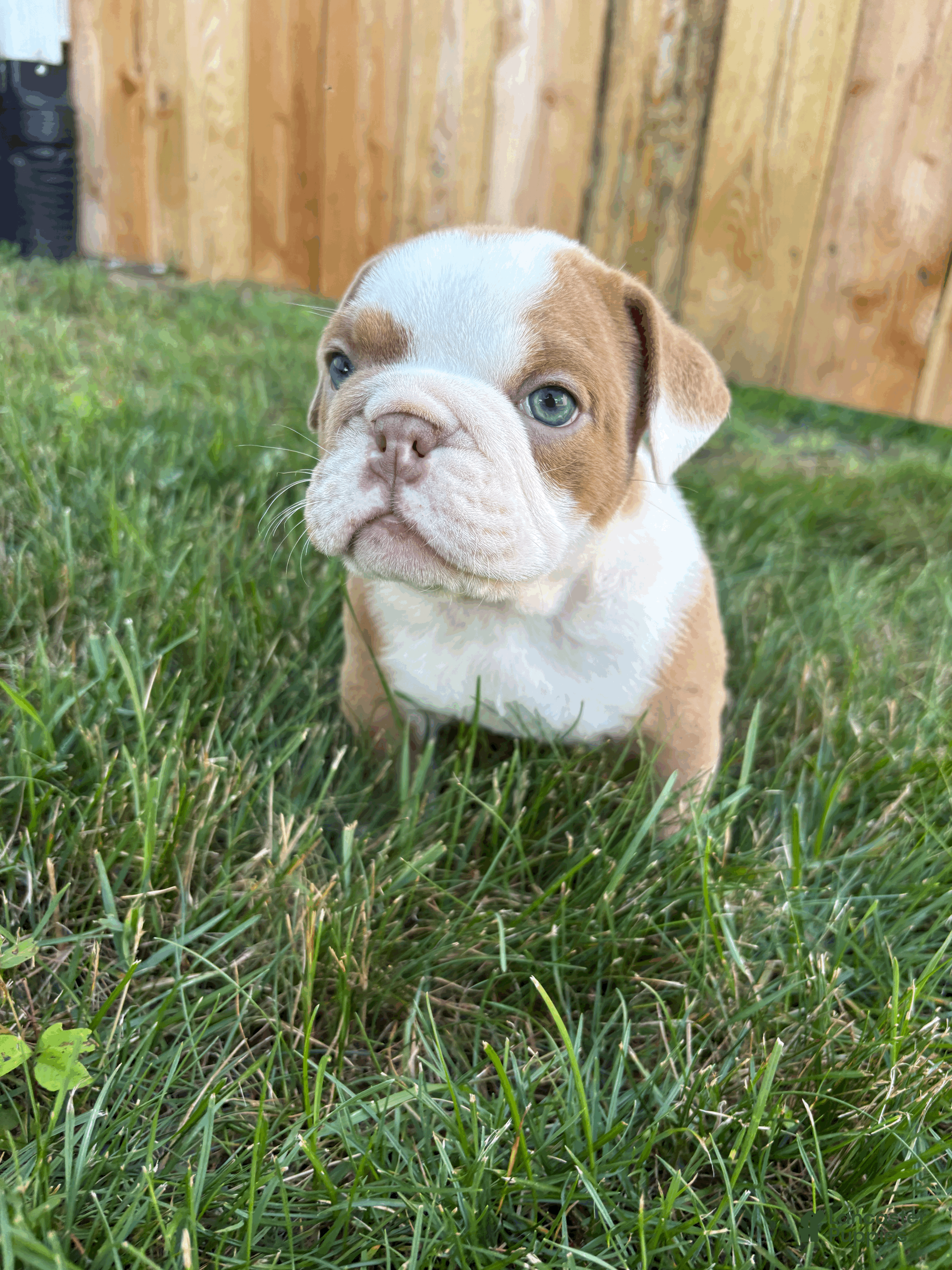 Mixed Breed dogs Lucy - Ad 1
