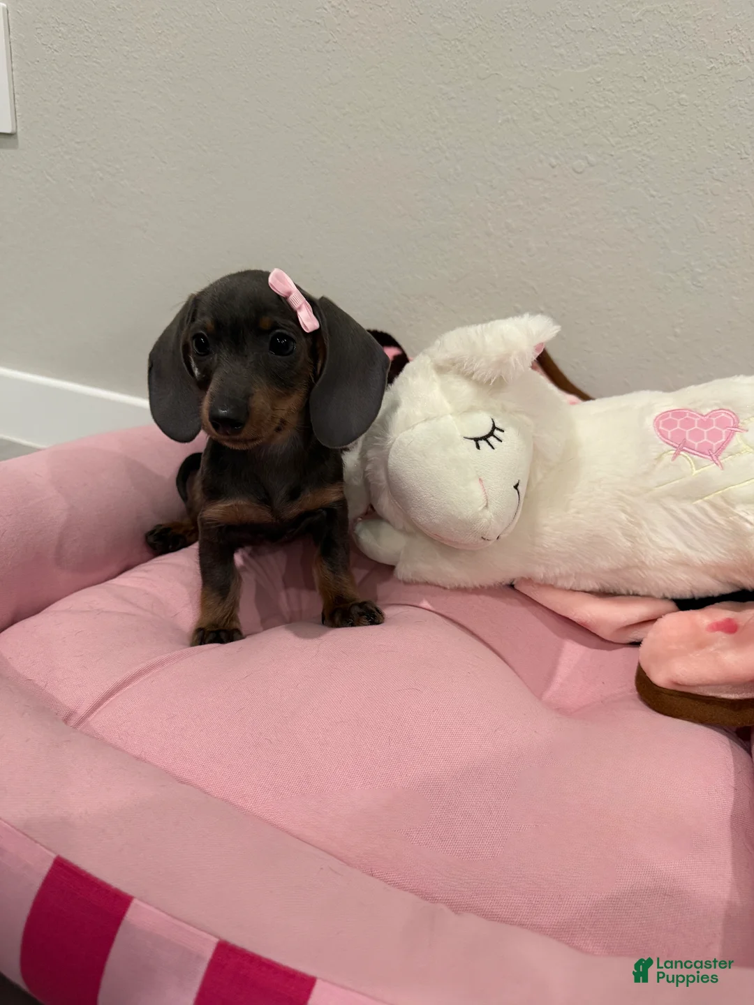 Dachshund dogs for sale: Nyla  - Ad 1