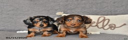 Miniature Dachshund dogs for sale: Chloe - Ad 5