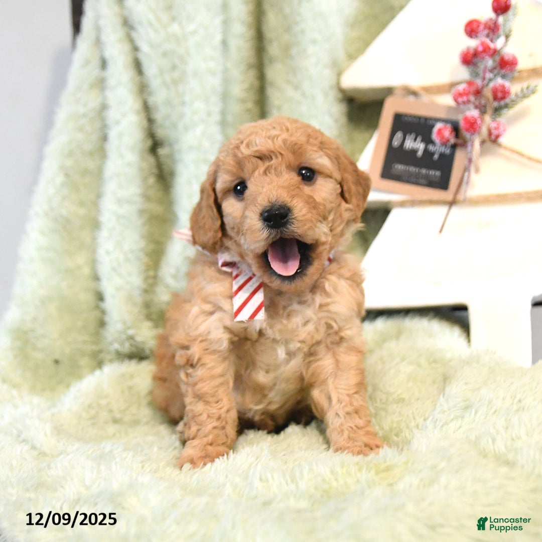 Mini Goldendoodle dogs for sale: Brady  - Ad 4
