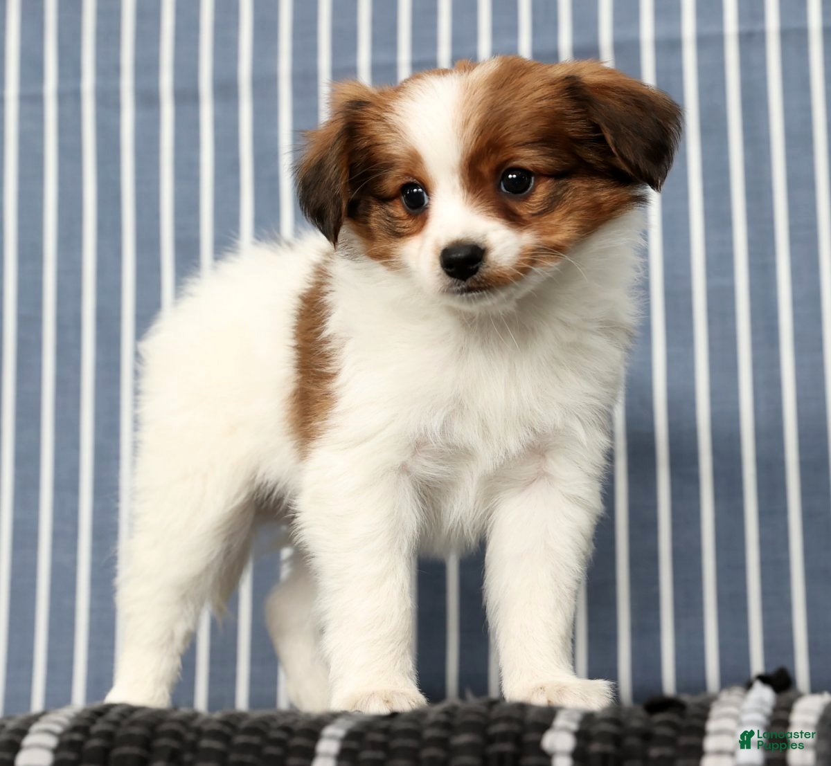 Papillon dogs Matson - Ad 3