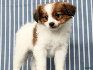 Papillon dogs Matson - Ad 9